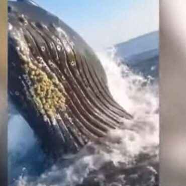 Φάλαινα «έκοψε τη χολή» σε πατέρα και γιο που ψάρευαν ανοιχτά του Νιού Τζέρσεϊ - Δείτε βίντεο