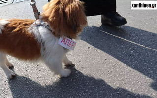 Ένας σκύλος απεργός βγήκε να διαδηλώσει στην Ξάνθη