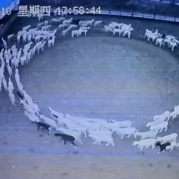 Κίνα: Μυστήριο με τα πρόβατα που έκαναν κύκλους για 12 συνεχόμενες ημέρες