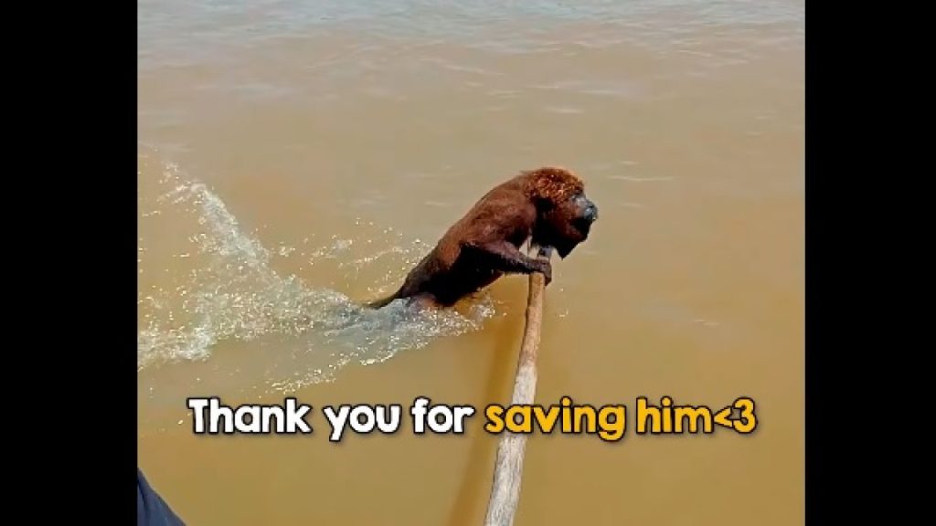 Βραζιλία: Βίντεο με τη διάσωση ενός κουρασμένου πιθήκου, ο οποίος το γύρισε στο… θαλάσσιο σκι