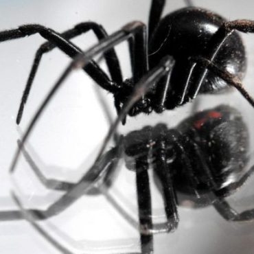 Τσίμπημα από αράχνη «μαύρη χήρα» δέχθηκε 35χρονος στη Λευκάδα | in.gr